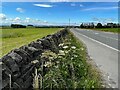 Drystone wall beside the A6