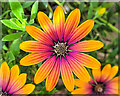 Day-Glow Osteospermum