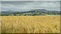 Barley field and great view, 1