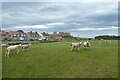 Sheep near Bamburgh