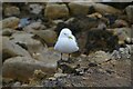 NU2428 : Kittiwake near Beadnell Point by DS Pugh