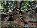 Rock outcrop along the River Severn