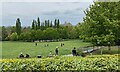 Meadow Field, Horniman Gardens, London