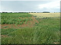 TF0652 : Crop boundary, north of Moor Farm by Christine Johnstone