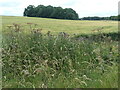 TF0351 : Thistles, barley and Hillside Plantation by Christine Johnstone