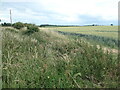 Uncultivated land between a lane and a field