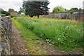 Wild flower display in Papplewick