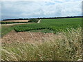 Potato field, west of Brauncewell