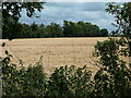 SK9851 : Barley field, west of Stocks Heath Farm by Christine Johnstone