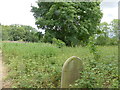TG2219 : Conservation area in churchyard by David Pashley