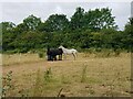 Horses of Rectory Lane, Upton Warren