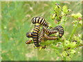 Cinnabar moth caterpillars