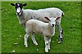 Fawsley: Sheep grazing by the track to St. Mary