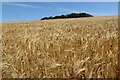 Barley field