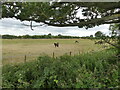 Field with horses