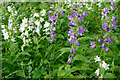 Giant Bellflowers beside the High Drive, Rosehaugh