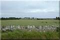 Wheat fields near Beadnell