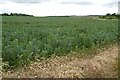 A field of broad beans