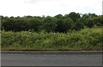 SO9316 : Woodland by the A436, Ullenwood by David Howard