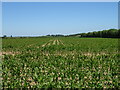 Maize crop north of Graveney Road