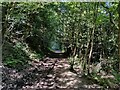 Bridleway through the Wyre Forest