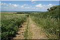 Hamstead Trail towards Wellow