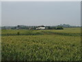 Cereal crop towards Longten