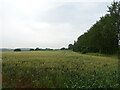 Cereal crop beside Hermitage Road