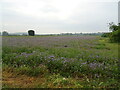 Flowery field off Dillywood Lane