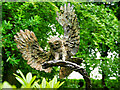 SE2177 : Tawny Owl by David Dixon