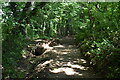 Wooded footpath