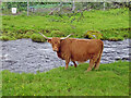 NG7831 : Highland Cow, Duirinish by Adam Ward
