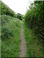 Path along the edge of Whitycombe Valley Park, Exwick