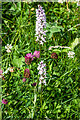 SO3830 : Common Spotted Orchids (Dactylorhiza fuchsii) by Ian Capper