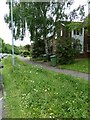 Verge with wild flowers, Kinnerton Way, Exwick