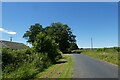 Newsham Road beside Coltsfoot