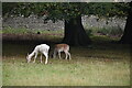 TQ5353 : Albino deer, Knole Park by N Chadwick