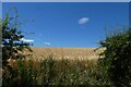 Field north of Kirby Wiske