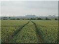 Crop field near Allhallows