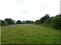 Grazing near Fen Street