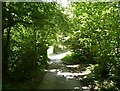 Bridge in Combe Wood