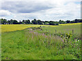 Drain near Theobalds Manor