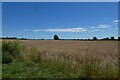 Fields beside Swainby Lane