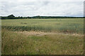 Wheat field near Wighay