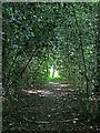 Woodland path by Wrottesley Park in Staffordshire