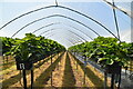 Polytunnels