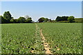 Footpath across field