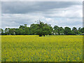 Trees in a rape field