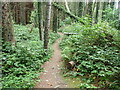 Footpath in Tipperary Wood