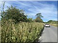 Roadside verge near Broad Hinton